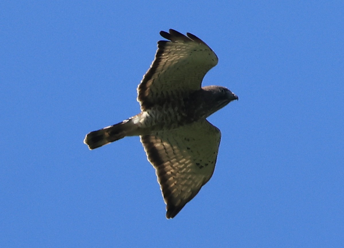 Broad-winged Hawk - ML617806911