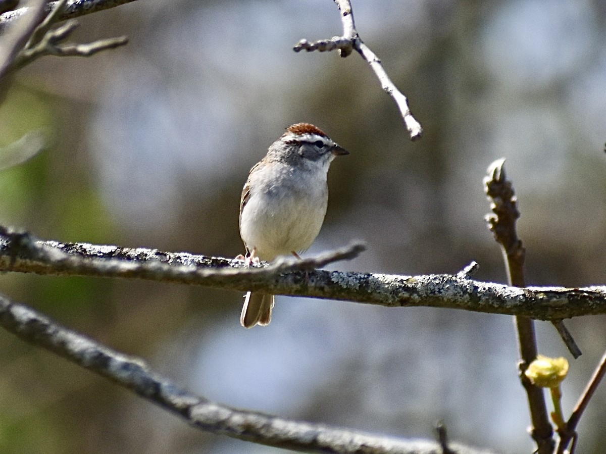 Chipping Sparrow - ML617806953