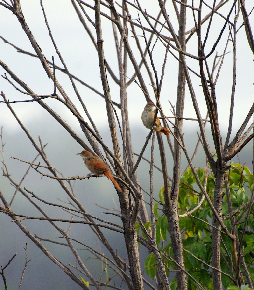 Greater Thornbird - Gisele Schoene