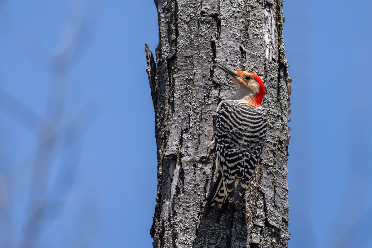 Red-bellied Woodpecker - ML617807016