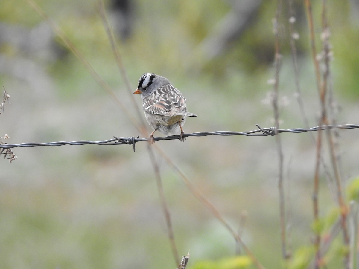 White-crowned Sparrow - ML617807129