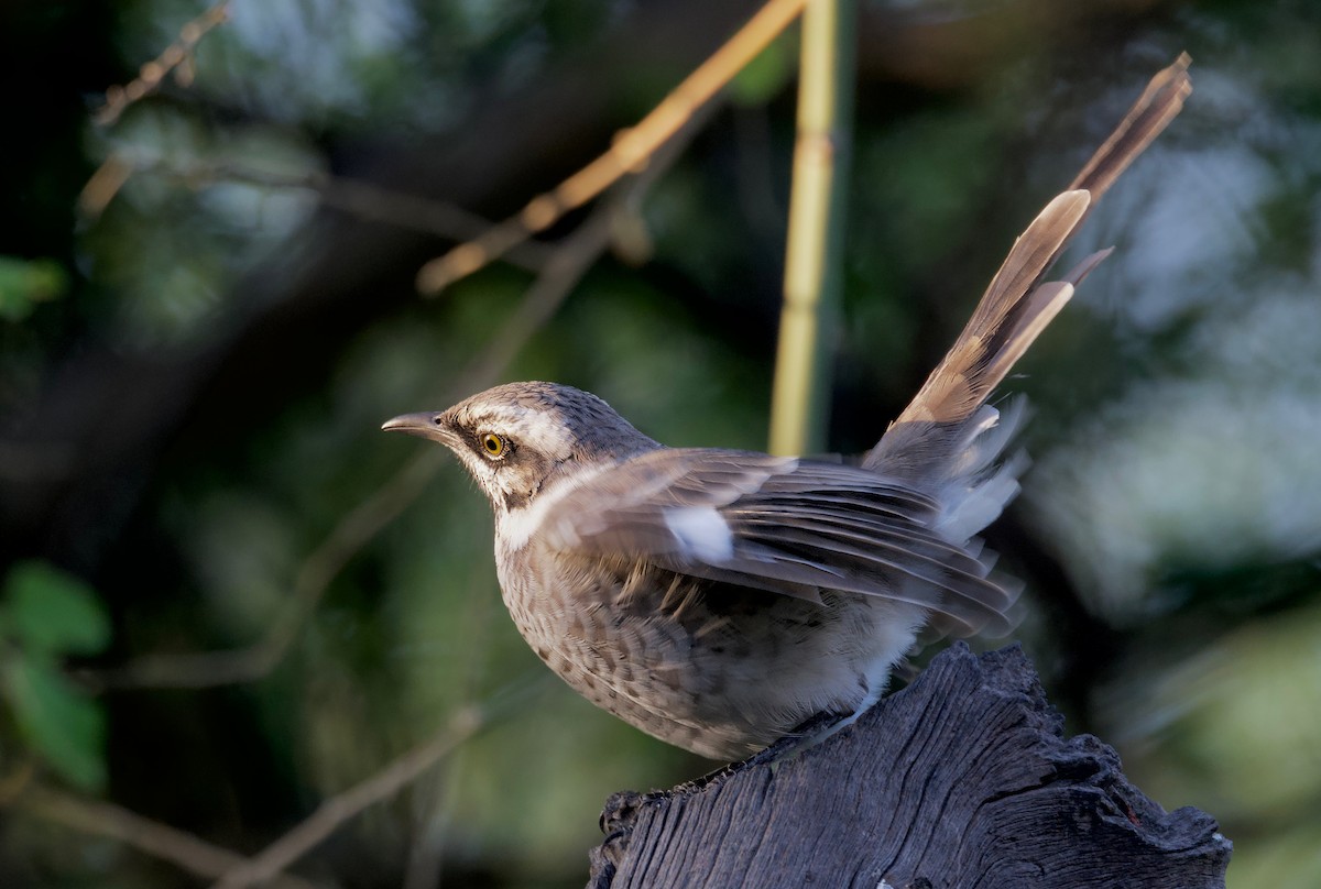 Long-tailed Mockingbird - Ken Rosenberg