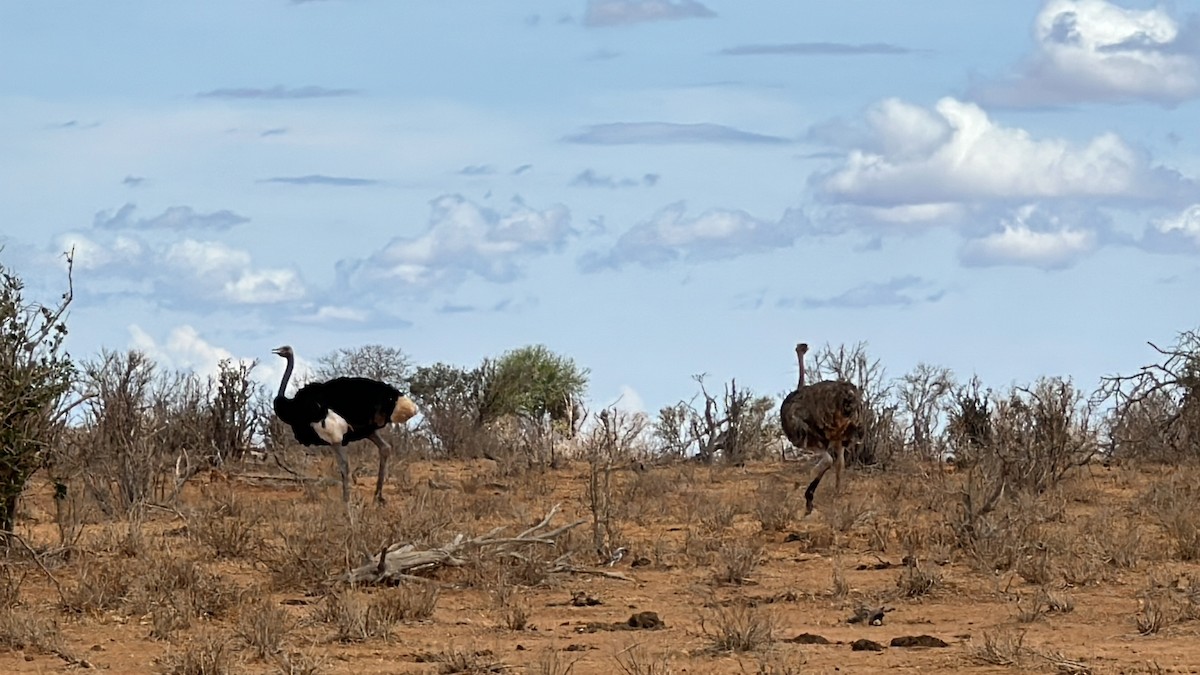 Somali Ostrich - Ray Yan
