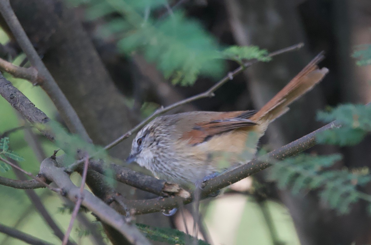 Necklaced Spinetail - ML617807229