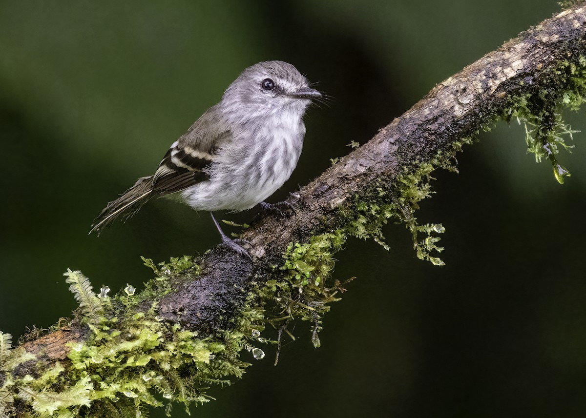 Mouse-gray Flycatcher - Luc Tremblay