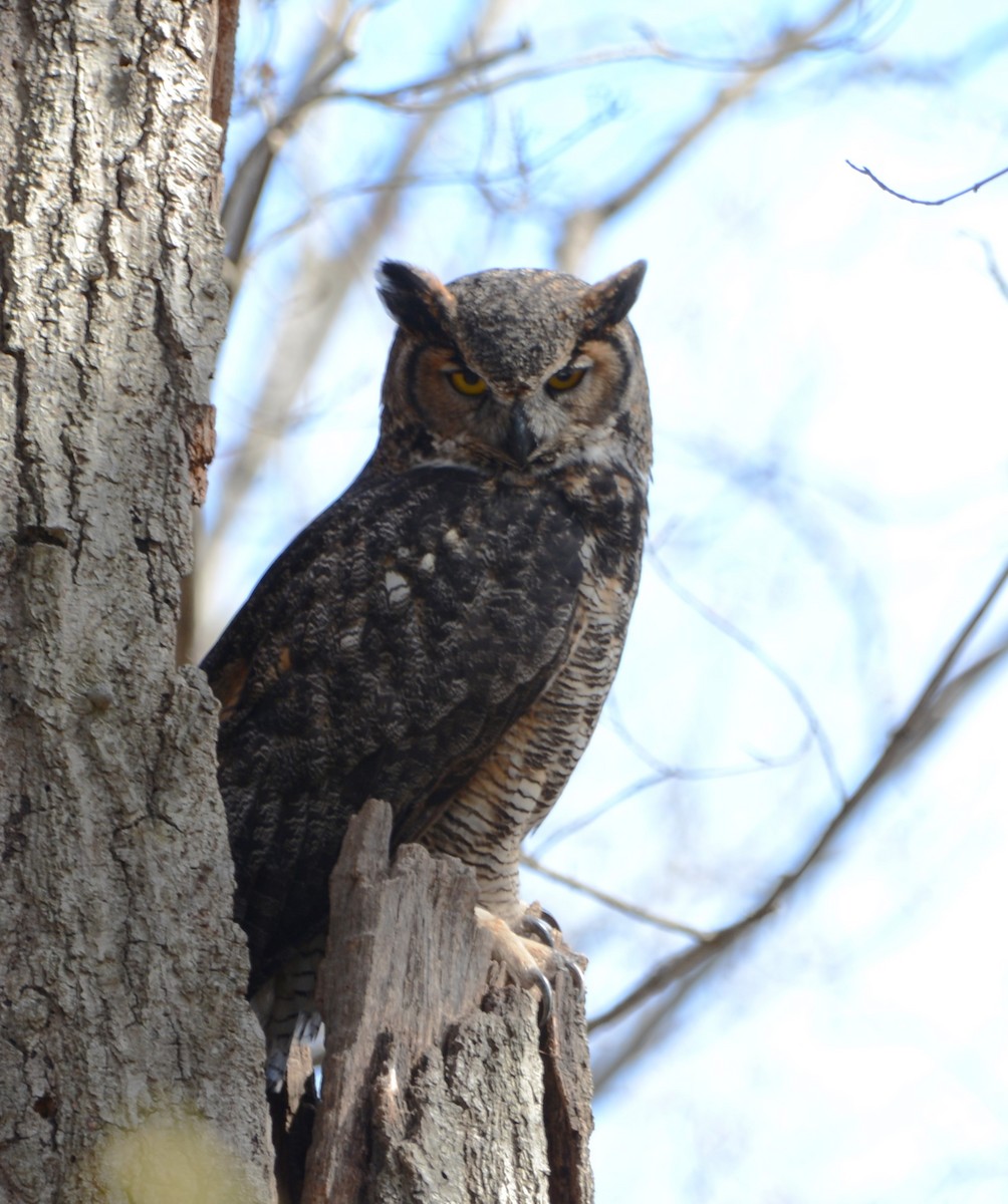 Great Horned Owl - ML617807289