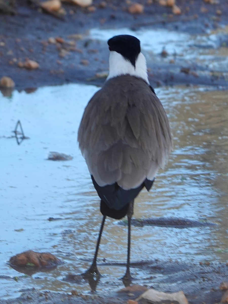 Spur-winged Lapwing - ML617807291