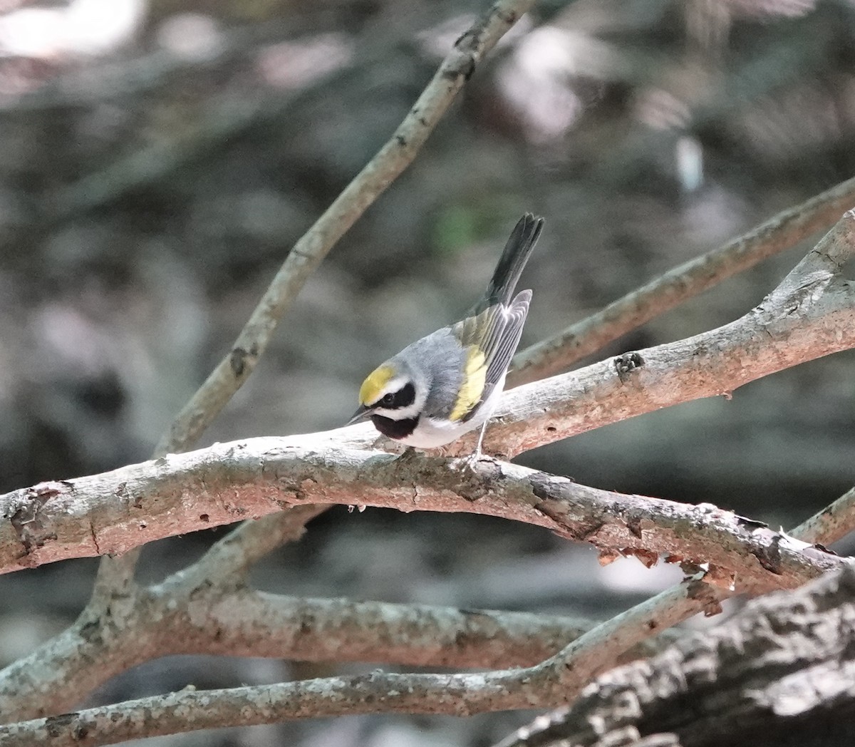 Golden-winged Warbler - dave koehler