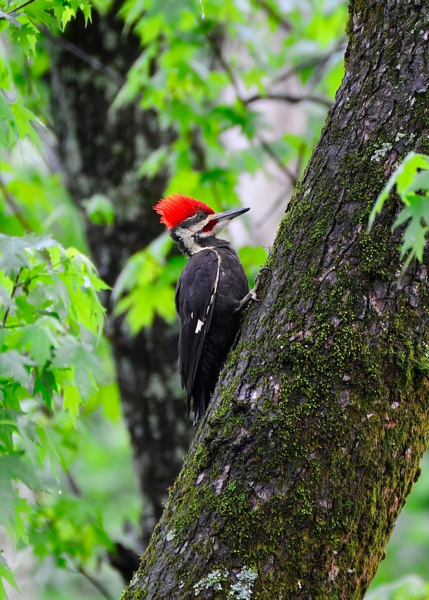 Pileated Woodpecker - Connor Gardner