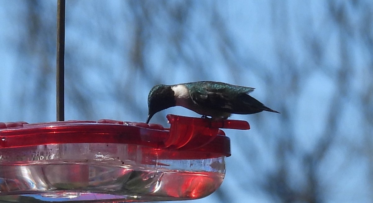 Ruby-throated Hummingbird - Eric Hartshaw