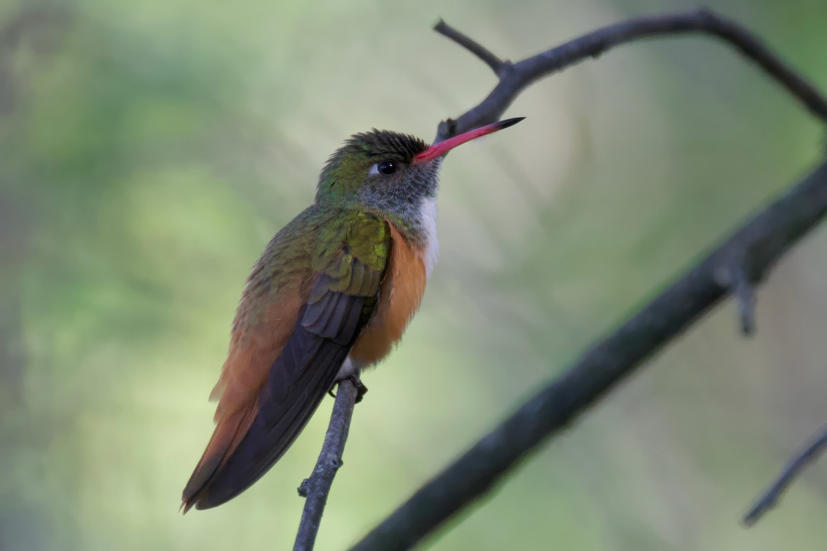 Amazilia Hummingbird - ML617807312