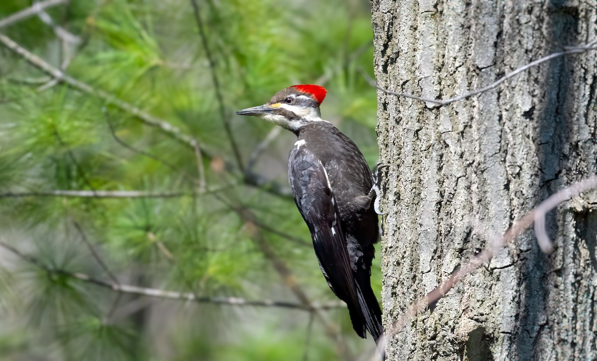 Pileated Woodpecker - Harvey Fielder