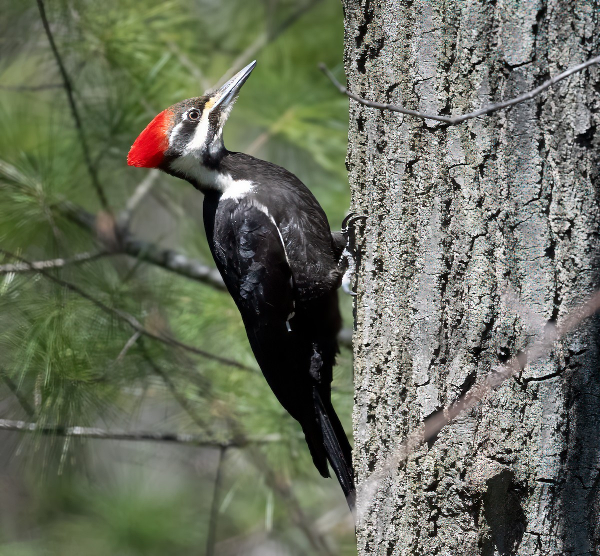 Pileated Woodpecker - Harvey Fielder