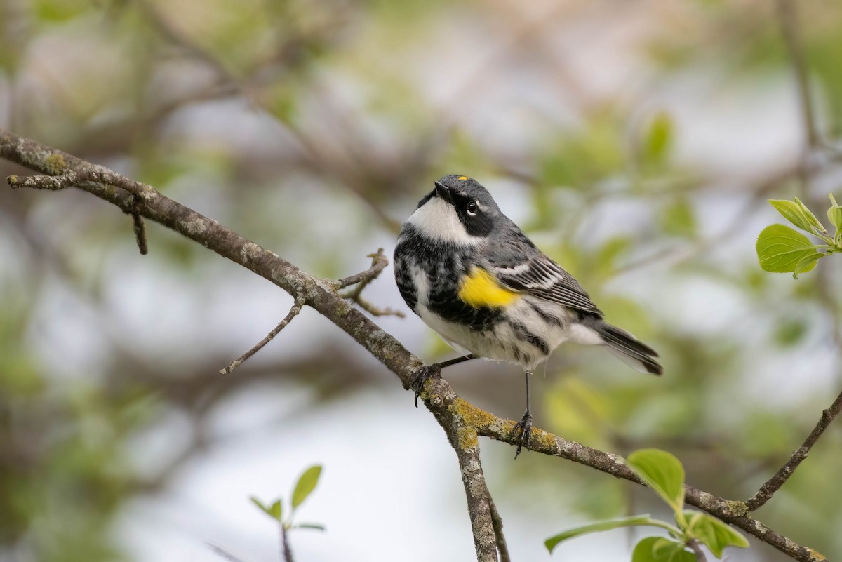 Yellow-rumped Warbler (Myrtle) - Cassidy Ficker