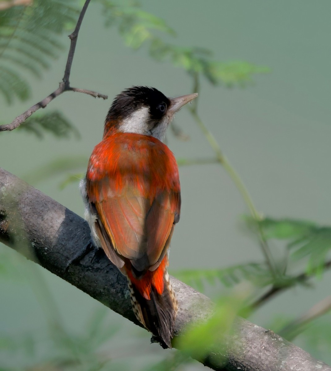 Scarlet-backed Woodpecker - ML617807422