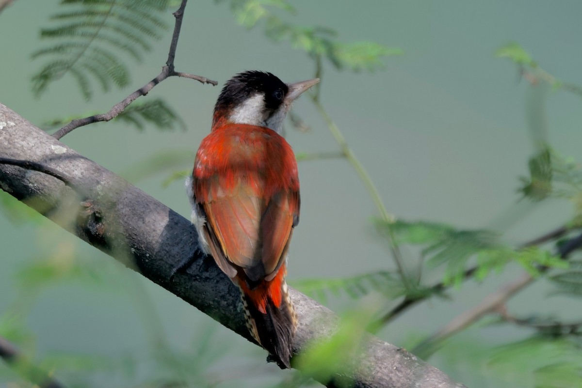 Scarlet-backed Woodpecker - ML617807423