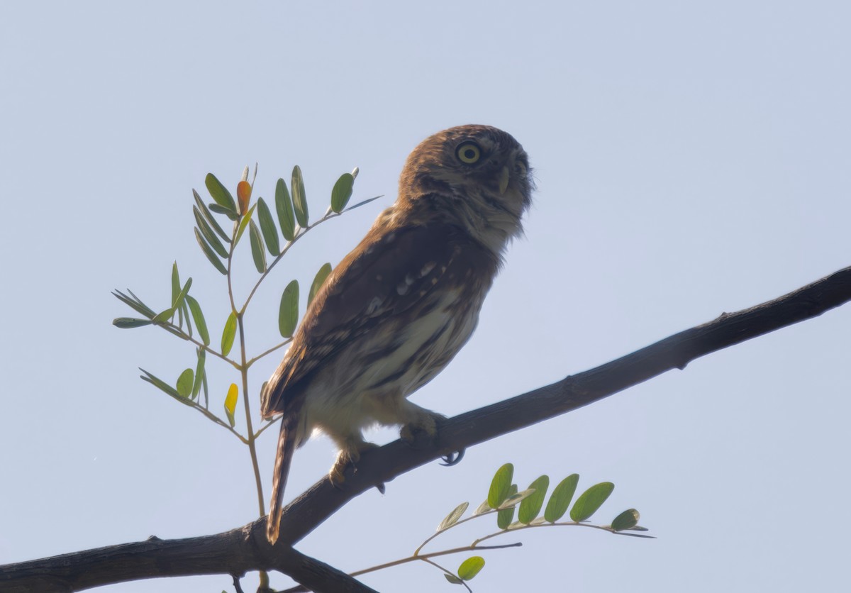 Peruvian Pygmy-Owl - ML617807488