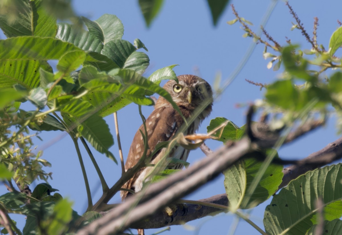 Peruvian Pygmy-Owl - ML617807491