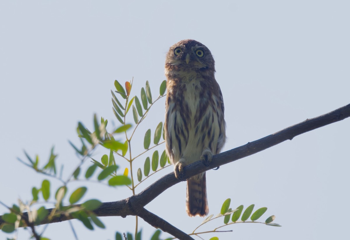 Peruvian Pygmy-Owl - ML617807500