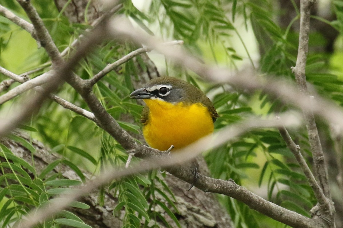 Yellow-breasted Chat - ML617807525