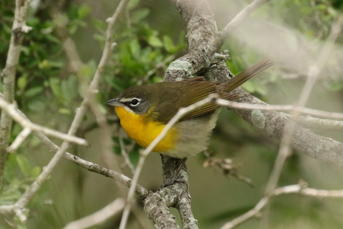 Yellow-breasted Chat - ML617807528