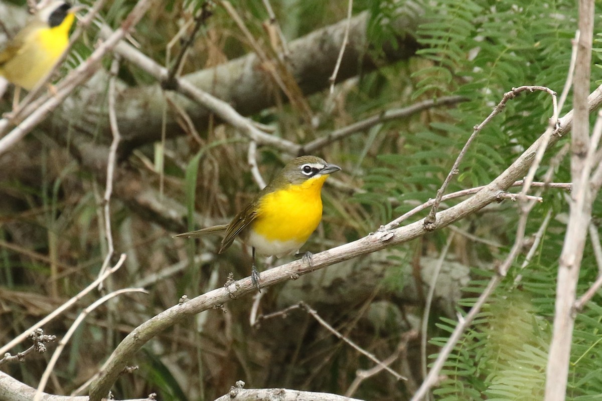 Yellow-breasted Chat - ML617807538
