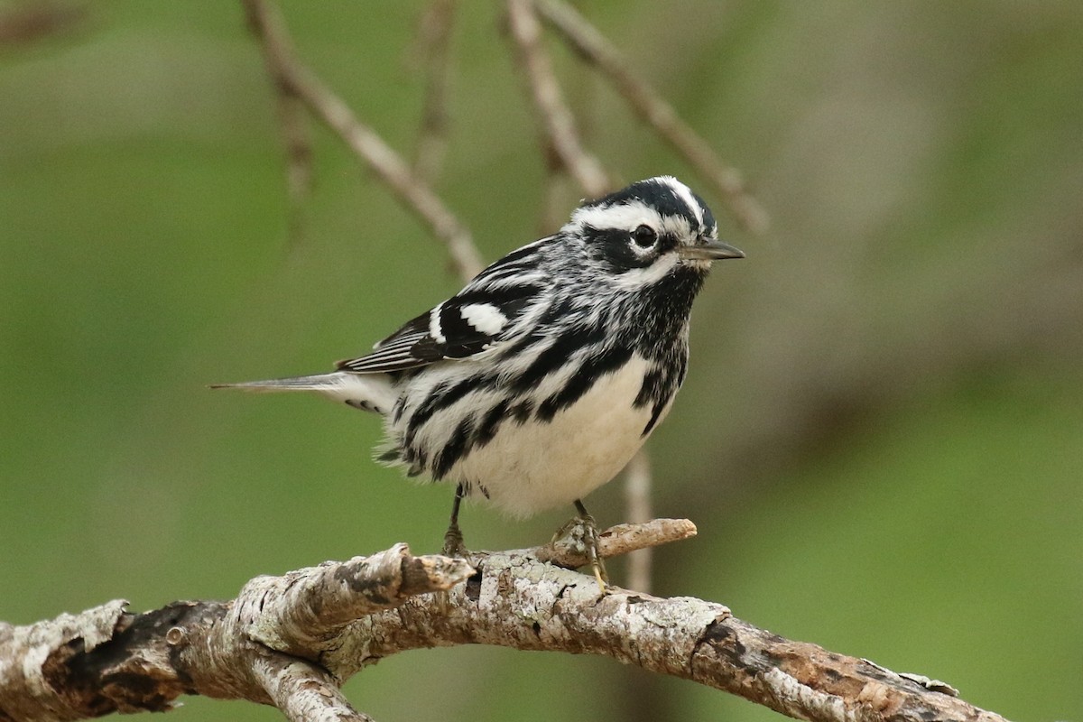 Black-and-white Warbler - ML617807567