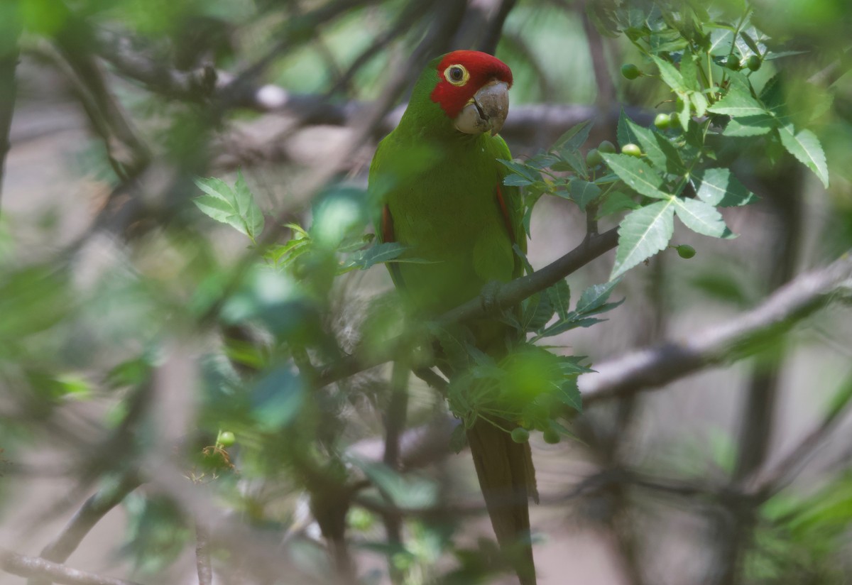 Red-masked Parakeet - Ken Rosenberg