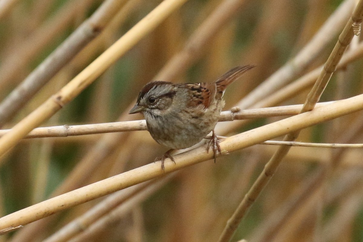 Swamp Sparrow - ML617807690