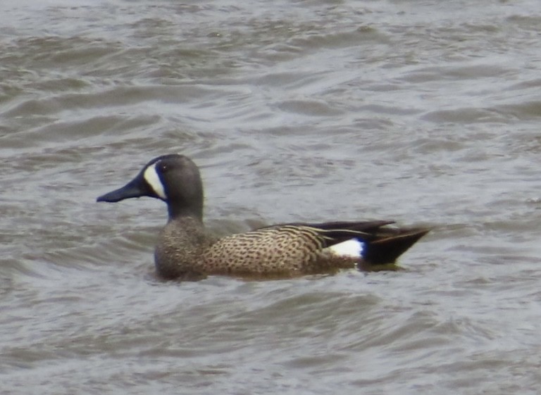 Blue-winged Teal - ML617807765