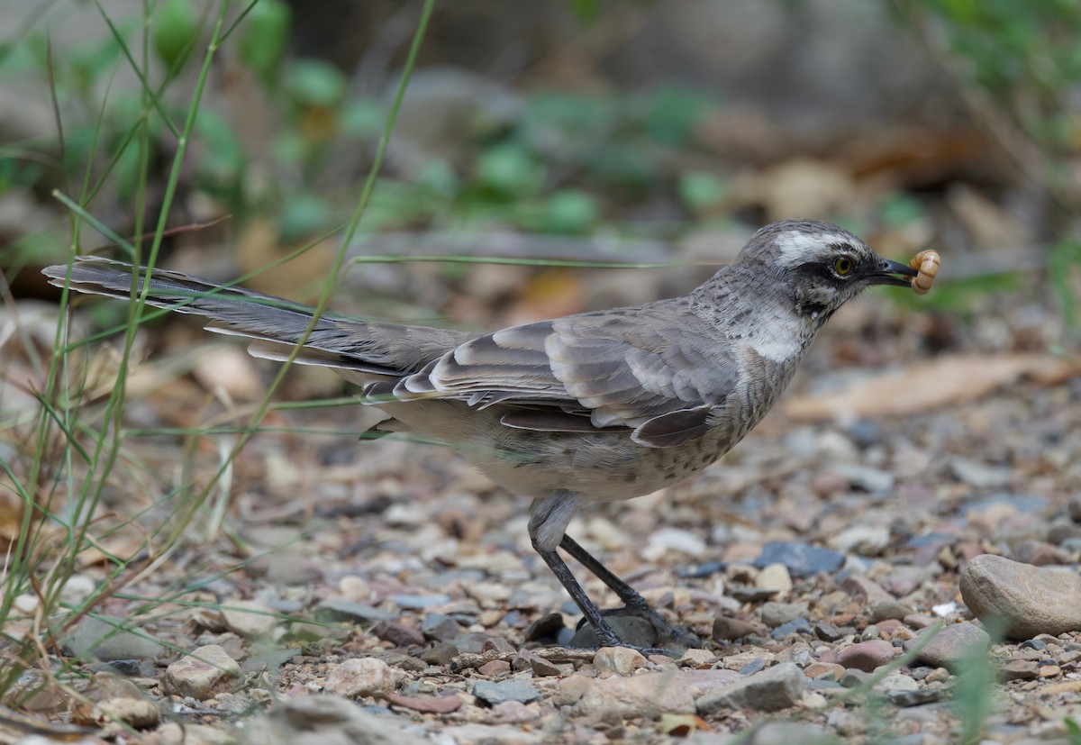 Long-tailed Mockingbird - ML617807769