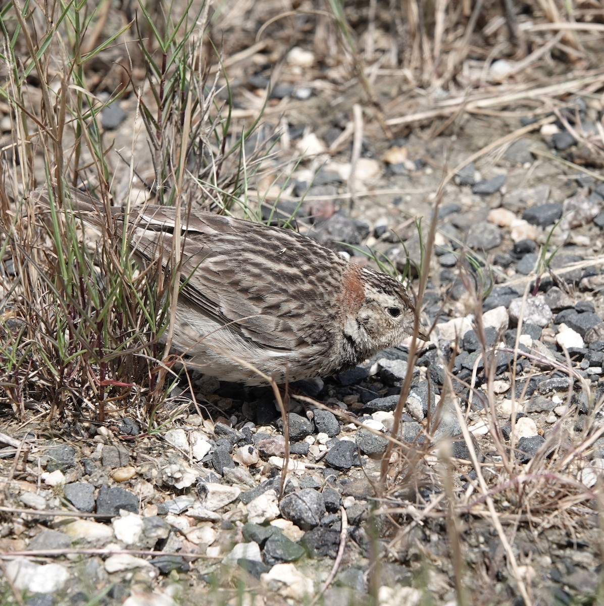eBird Checklist 22 Apr 2024 Yacht Basin Rd., Bolivar 1 species