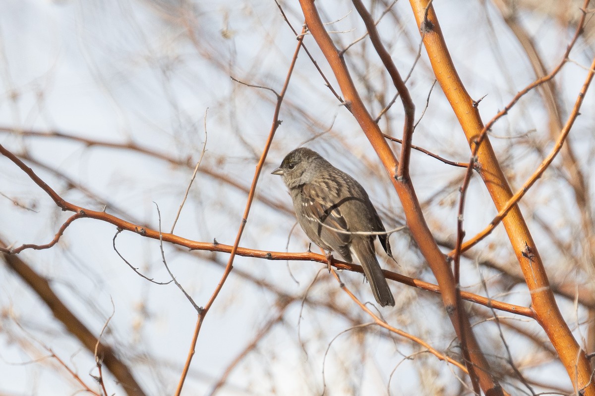 Golden-crowned Sparrow - ML617807818