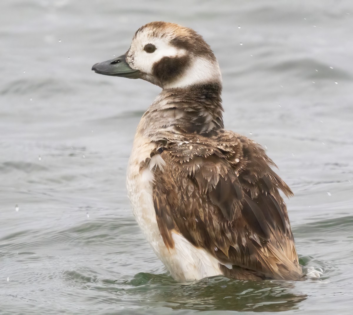 Long-tailed Duck - ML617807823