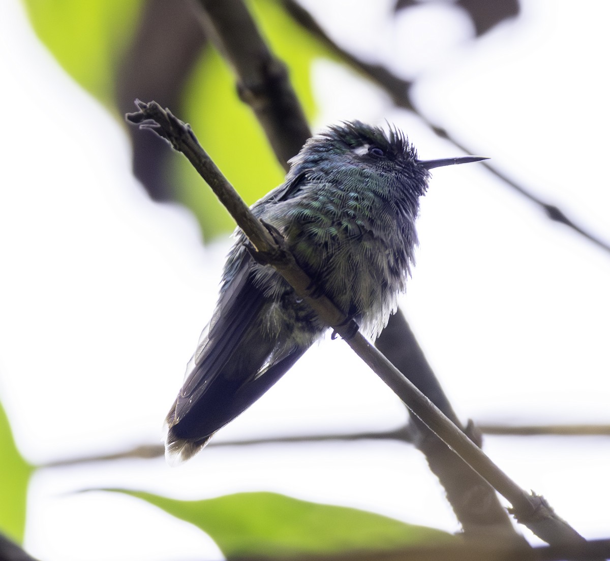Emerald-chinned Hummingbird - ML617807829