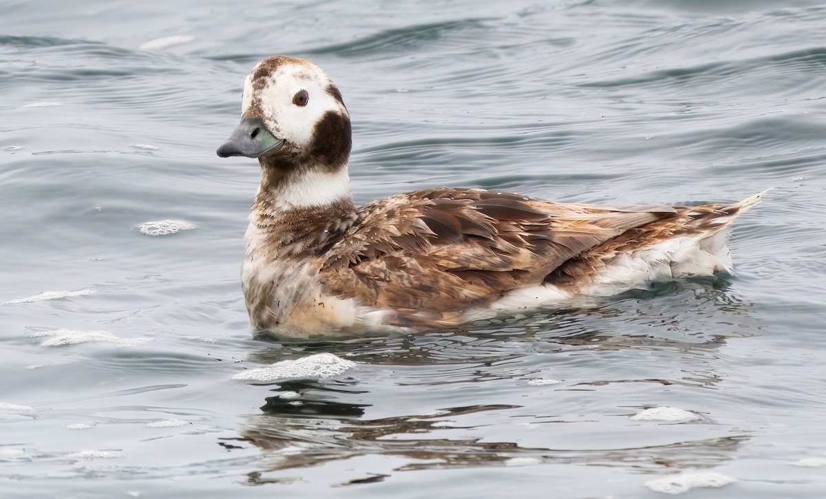 Long-tailed Duck - ML617807853