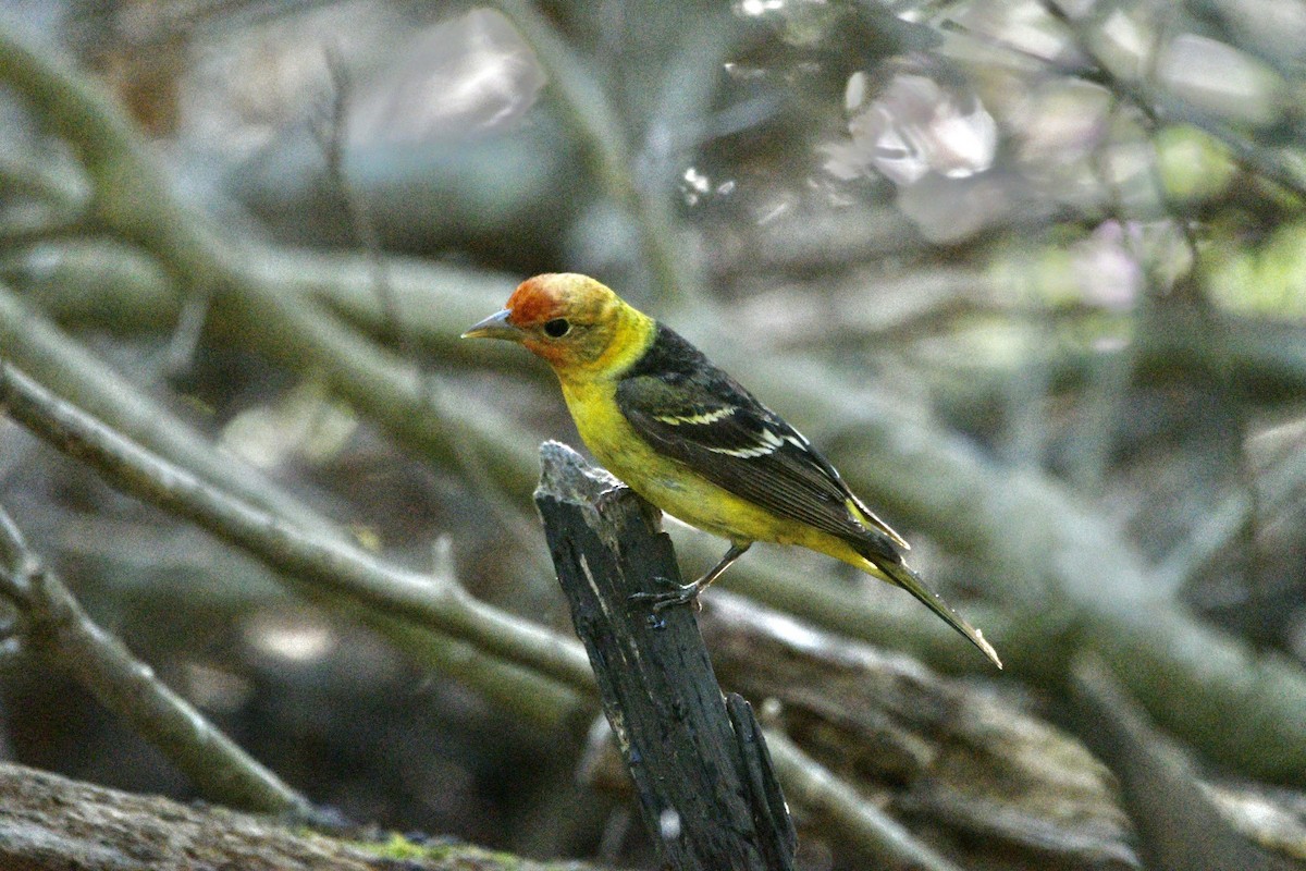Western Tanager - ML617807867
