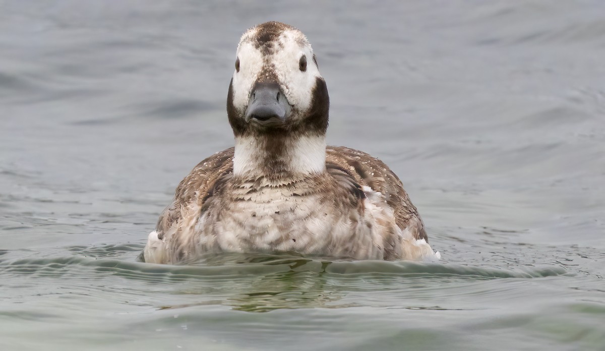 Long-tailed Duck - ML617807873