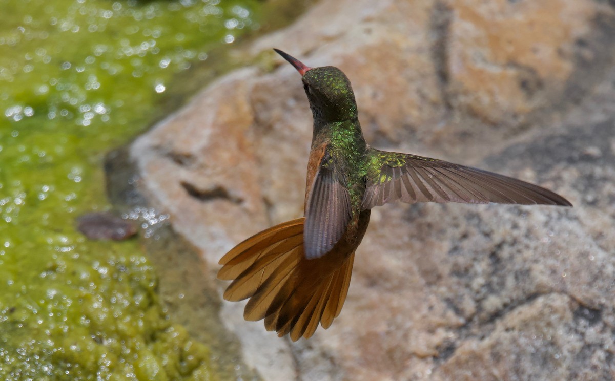 Amazilia Hummingbird - ML617807883