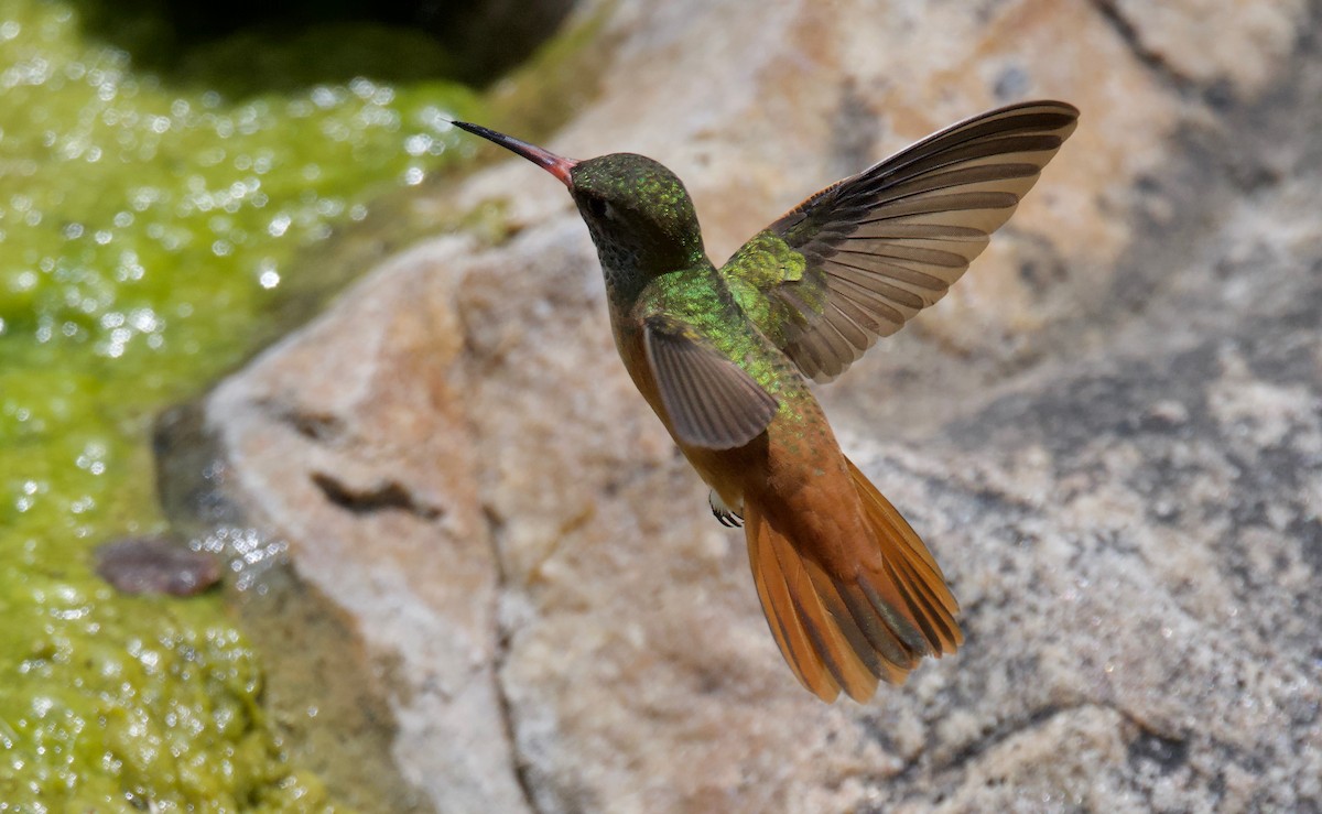 Amazilia Hummingbird - Ken Rosenberg