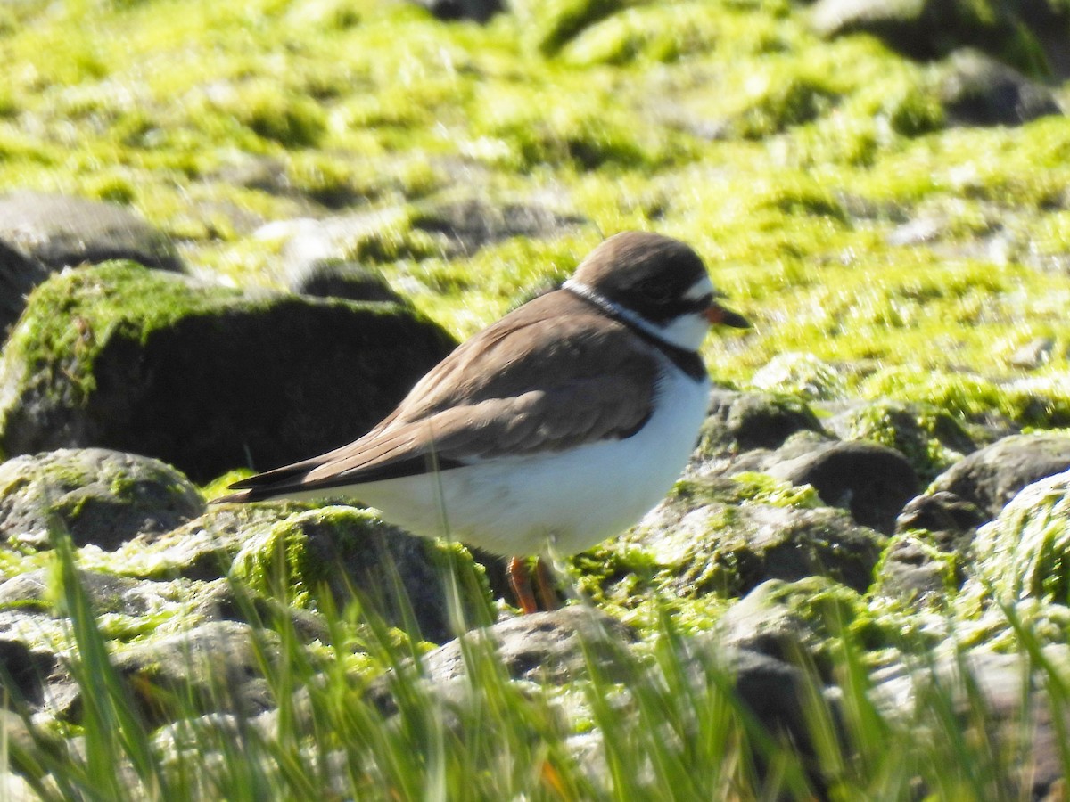 Semipalmated Plover - ML617807920