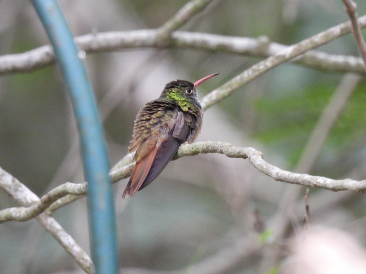 Buff-bellied Hummingbird - ML617807934