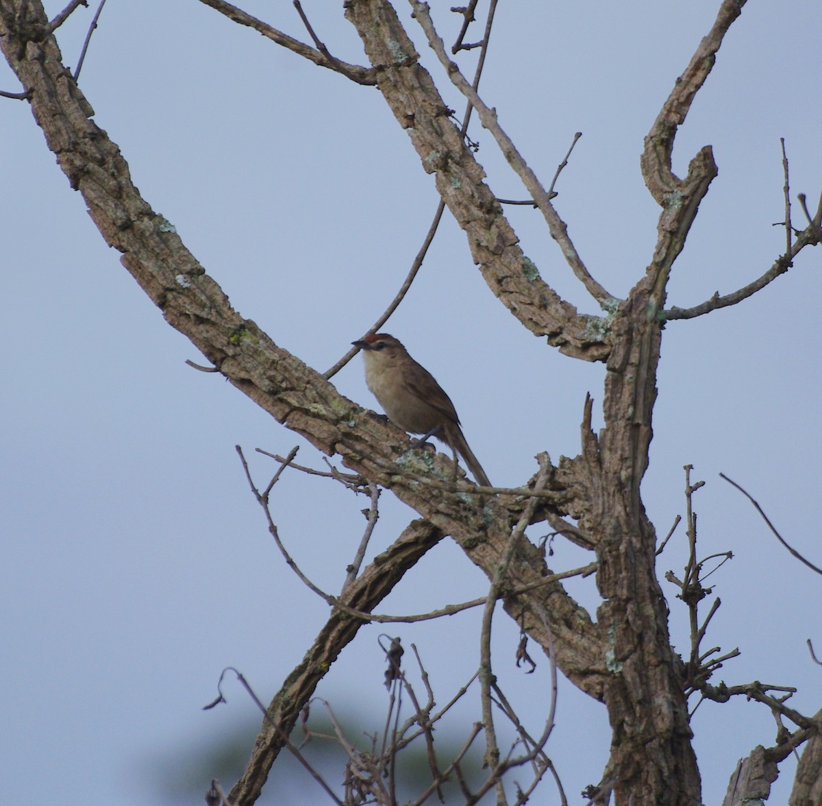 Rufous-fronted Thornbird - Gisele Schoene