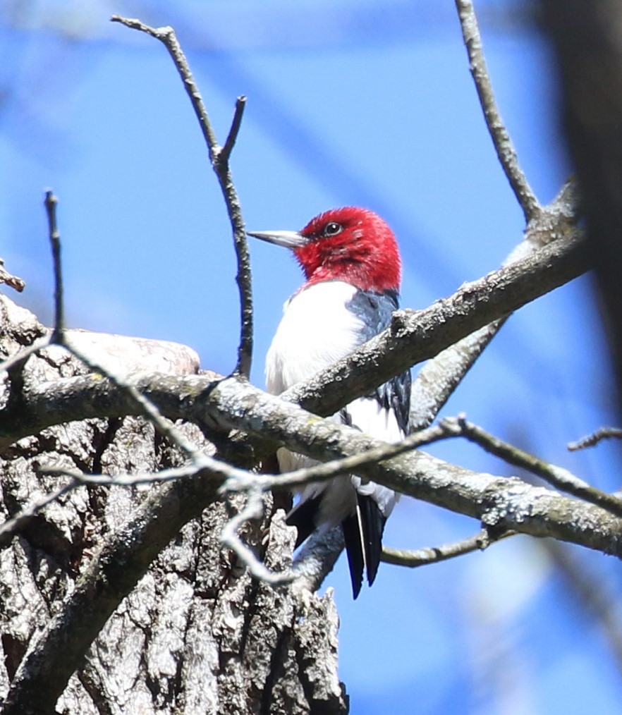 Red-headed Woodpecker - ML617807953