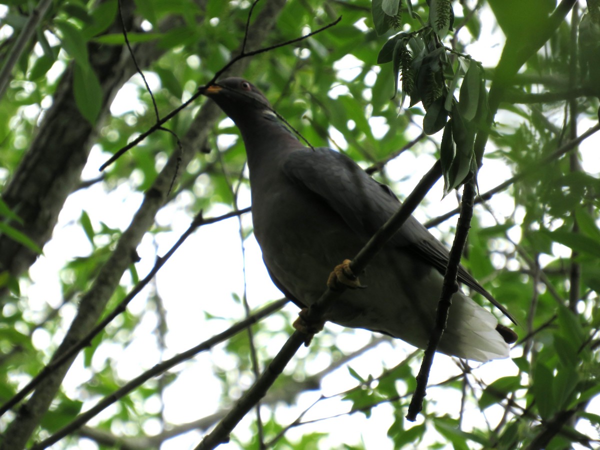Band-tailed Pigeon - ML617807956