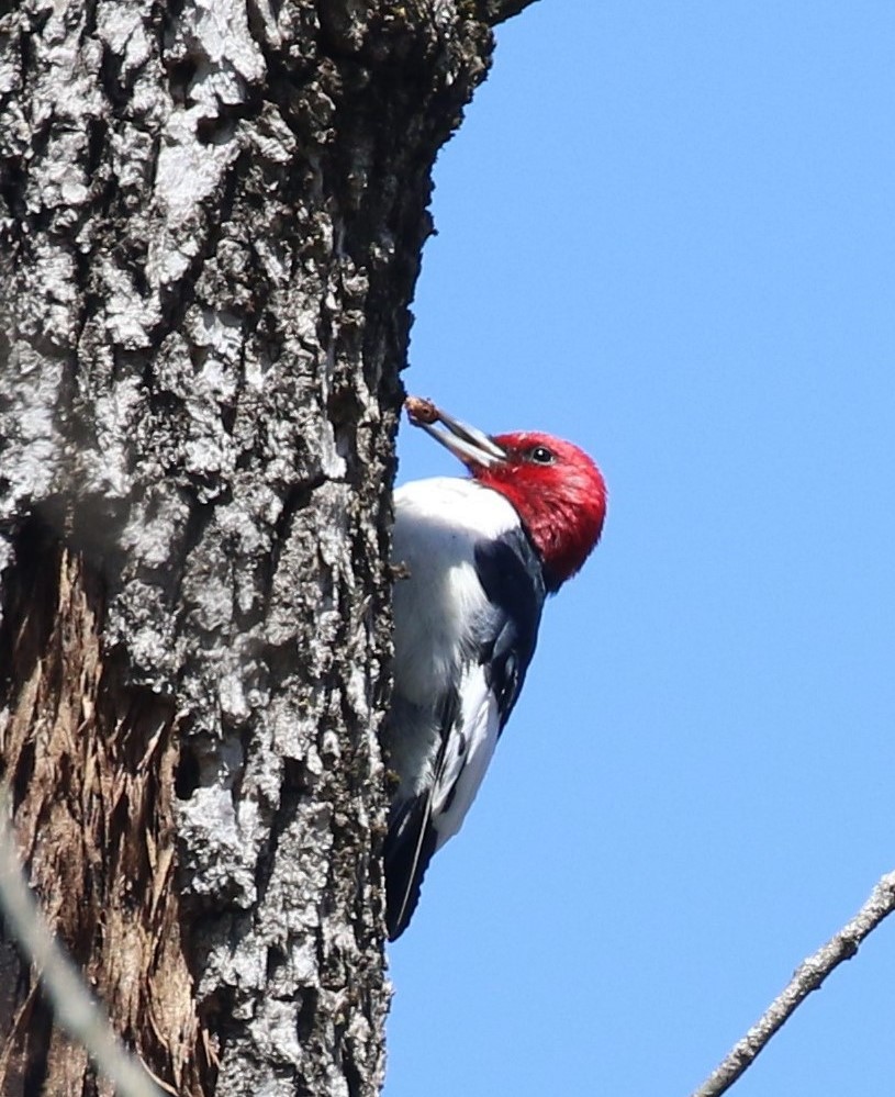Red-headed Woodpecker - ML617807969