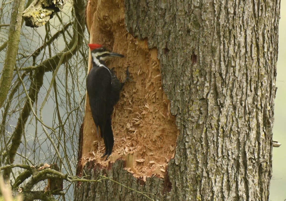 Pileated Woodpecker - ML617807970