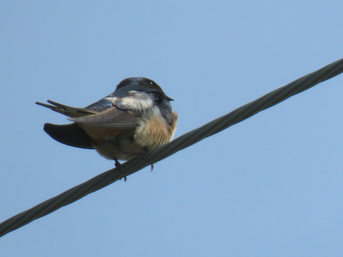 Barn Swallow - ML617808004