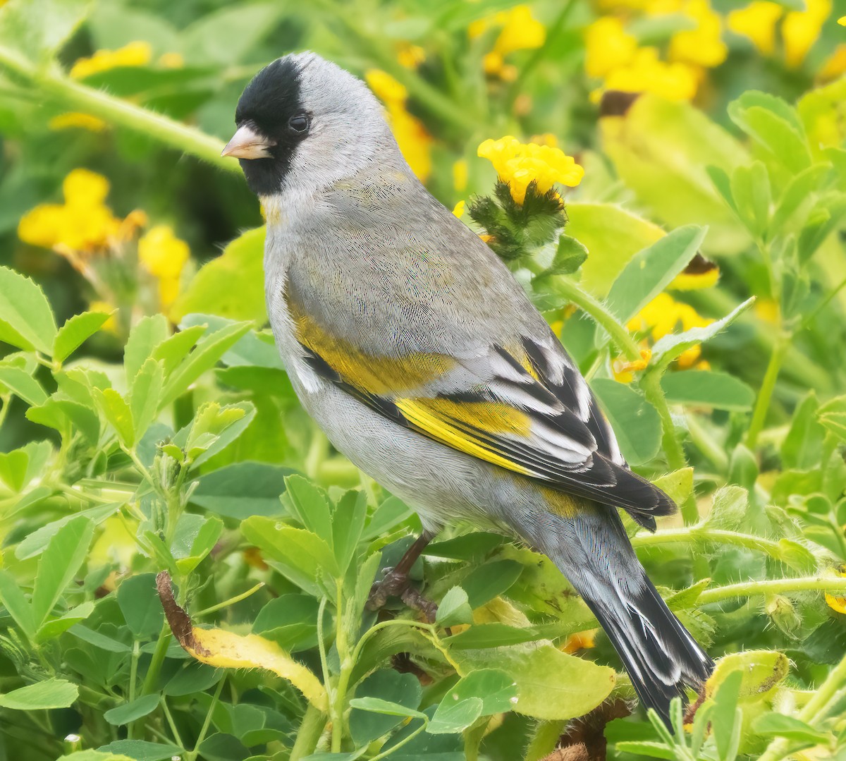 Lawrence's Goldfinch - ML617808006