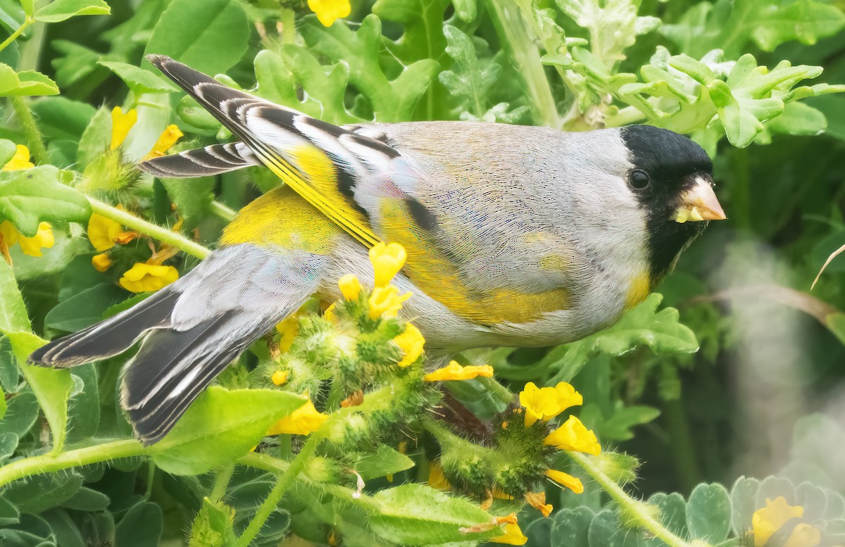 Lawrence's Goldfinch - ML617808008